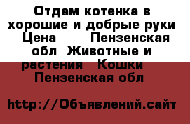 Отдам котенка в хорошие и добрые руки › Цена ­ 5 - Пензенская обл. Животные и растения » Кошки   . Пензенская обл.